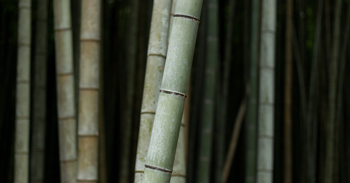 What is Bamboo & why we love it