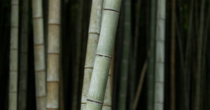What is Bamboo & why we love it